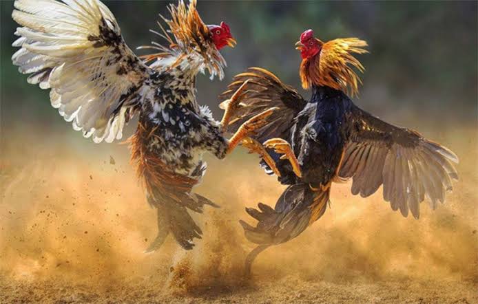 Những ưu điểm thu hút người dùng của bộ môn đá gà tại 188BET